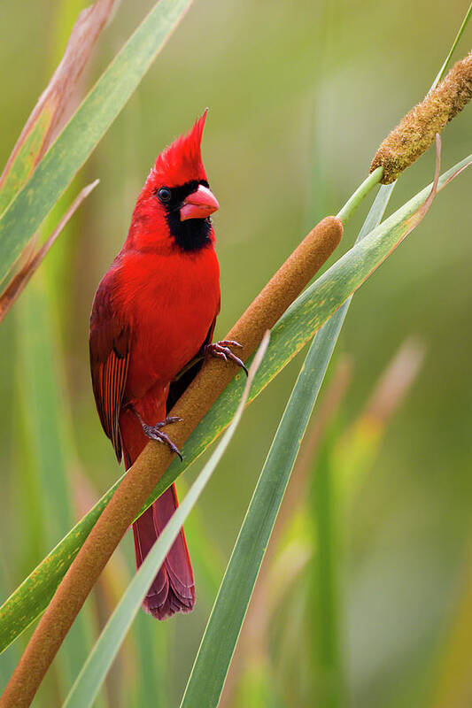 Cardinalis Cardinalis Poster featuring the photograph Northern Cardinal on Cattail by Dawn Currie