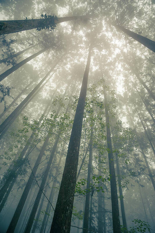 Forest Poster featuring the photograph Reaching by Shuwen Wu