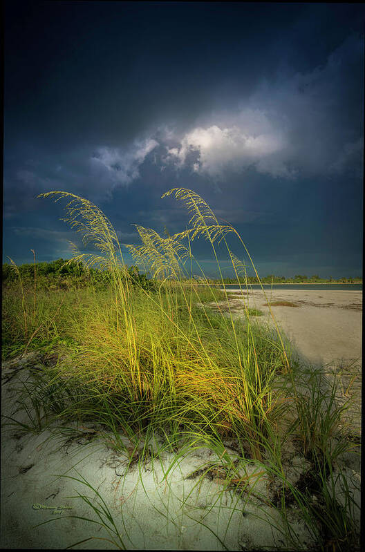 Beach Poster featuring the photograph Sea Oats In The Storm by Marvin Spates
