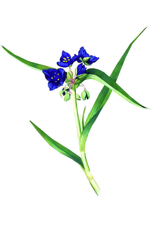 Nature Poster featuring the photograph Spider Wort by Tom Prendergast