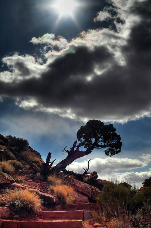 Tree Tenacity Desert Vertical Landscape Scenic Steps Sun Cloud Canyonlands Utah Moab Poster featuring the photograph TenaciTree by Peter Herman