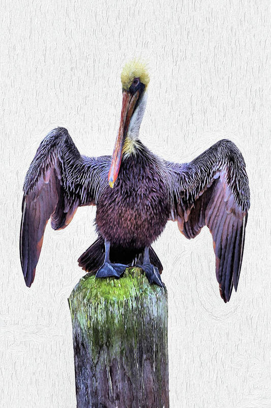 Pelecanus Occidentalis Poster featuring the digital art The Posing Pelican by JC Findley