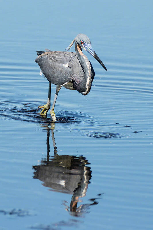 Dawn Currie Photography Poster featuring the photograph Tricolored Heron Full Tilt by Dawn Currie