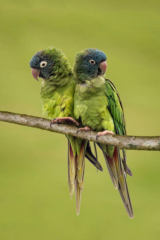Nature Poster featuring the photograph Twin Parakeets by Dawn Currie
