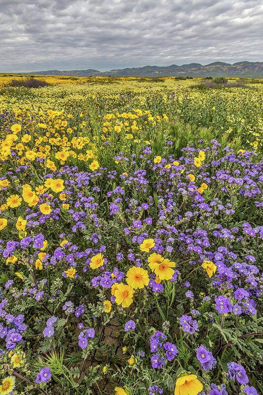 Blm Poster featuring the photograph Wildflower Super Bloom by Peter Tellone