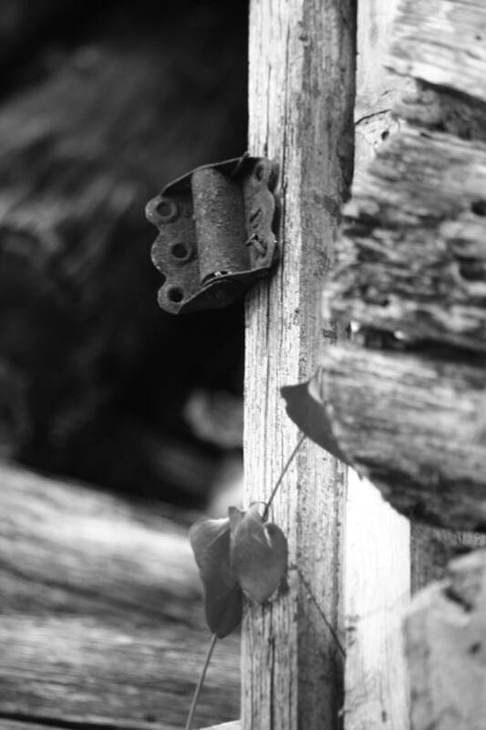 Ansel Adams Poster featuring the photograph Winslow cabin door detail by Curtis J Neeley Jr