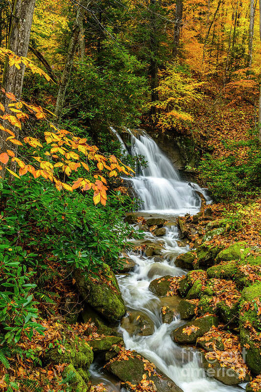 Waterfall Poster featuring the photograph Fall Color Back Fork Waterfall by Thomas R Fletcher