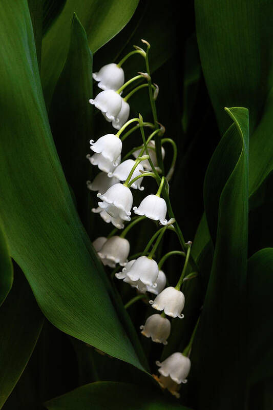 Convallaria Majalis Poster featuring the photograph May Lily aka Lily of the Valley by Tom Mc Nemar