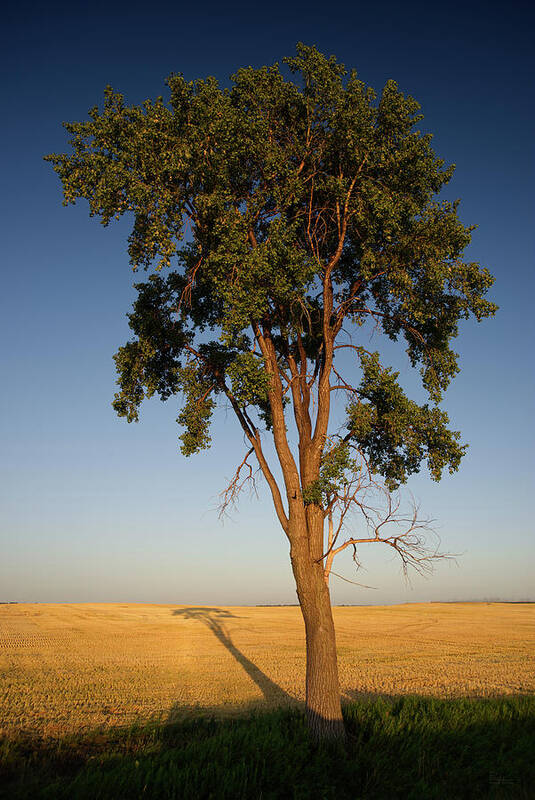 Tree Poster featuring the photograph Shadowscape - A lone tall cottonwood casts a long shadow on harvested wheat field by Peter Herman