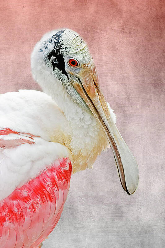 Audubon Poster featuring the photograph Spoonbill Portrait I by Dawn Currie