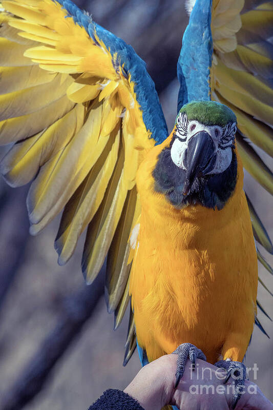 Macaw Poster featuring the photograph Blue and Gold Macaw #1 by Kristine Anderson