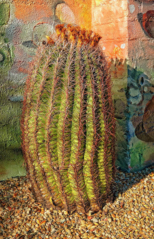 Fish Hook Barrel Cactus Poster featuring the photograph Fish hook barrel cactus by Sandra Selle Rodriguez