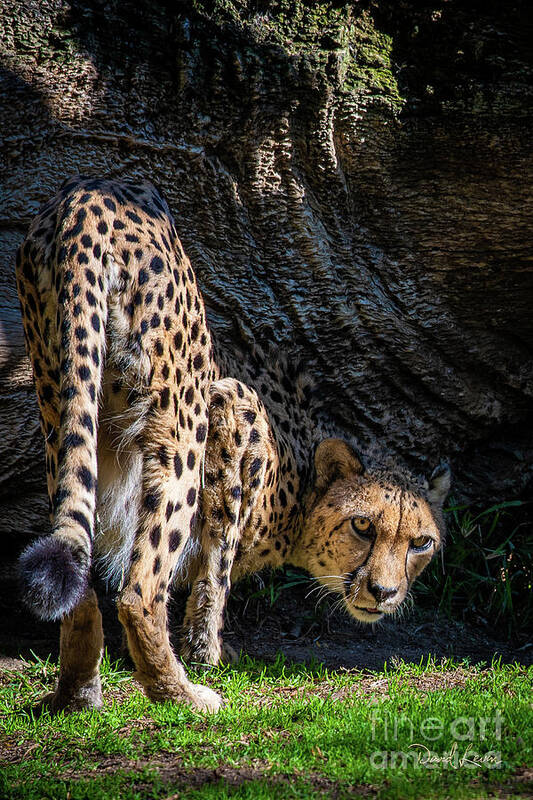 Animals Poster featuring the photograph Down-low Cheetah by David Levin