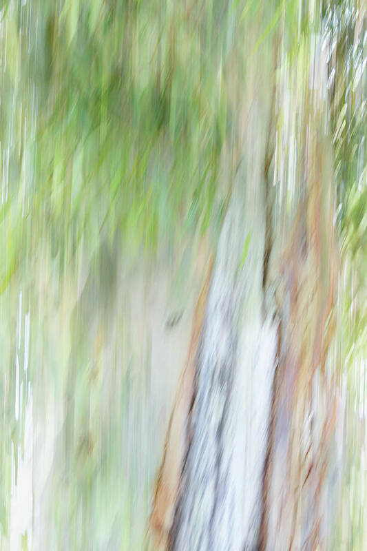 Impressionism Poster featuring the photograph Gum Tree by Cheryl Day