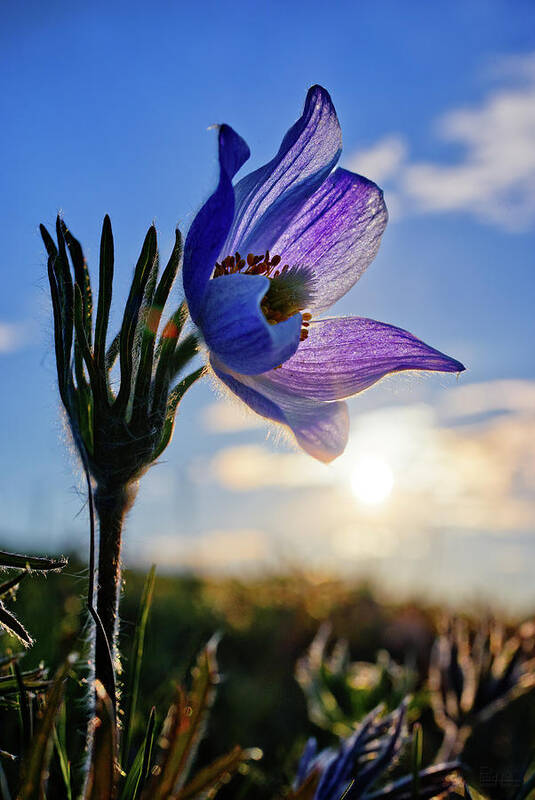 Prairie Crocus Poster featuring the photograph Late Bloomer - a very late-blooming prairie crocus on a ND coulee hill pasture by Peter Herman