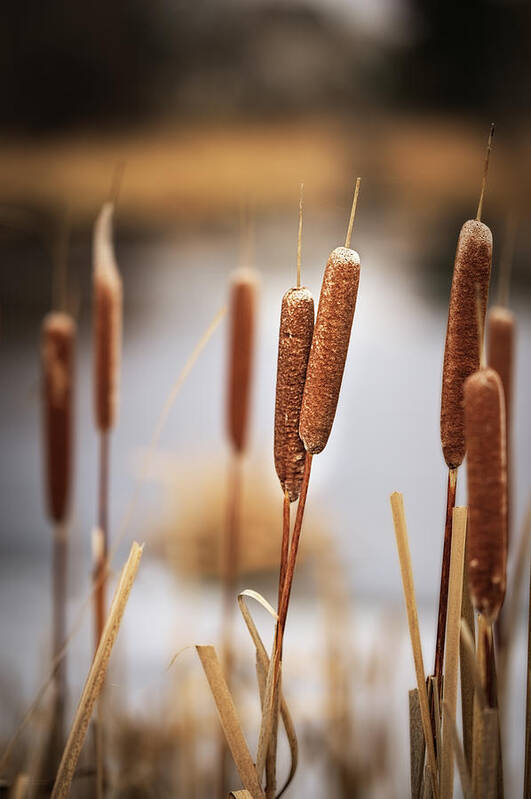 Cattails Poster featuring the photograph Paired Up - intertwined pair of cattails by Peter Herman