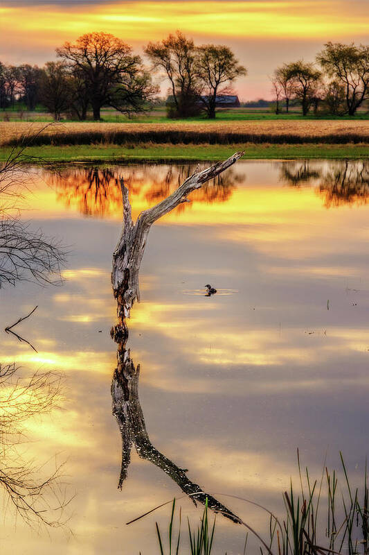 Pond Tree Duck Sunrise Pond Wisconsin Spring Symmetry Golden Countryside Vertical Stoughton Wi Dane County Poster featuring the photograph Sunrise Symmetry - reflected tree and duck on a Wisconsin pond at sunrise by Peter Herman