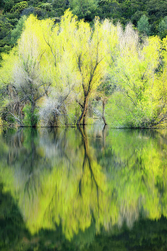 Reflection Poster featuring the photograph Two of a Kind by Gary Geddes