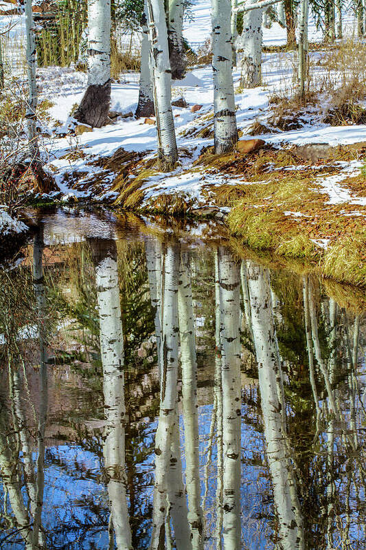 Winter Poster featuring the photograph Winter Reflections by Terry Walsh