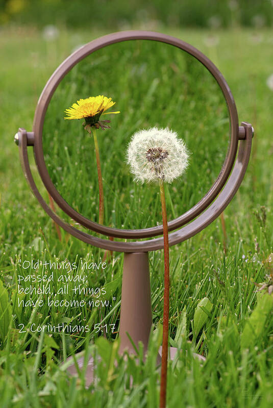 Dandelion Poster featuring the photograph With Sympathy- 2 Corinthians by Peter Herman