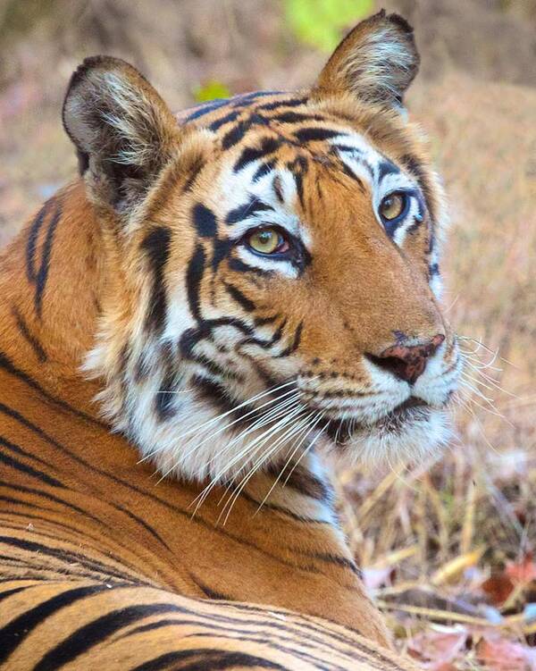 India Poster featuring the photograph Bandhavgarh Tigeress #1 by David Beebe