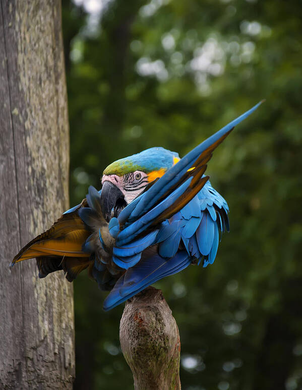 Macaw Poster featuring the photograph Blue and Gold Macaw grooming itself by Flees Photos
