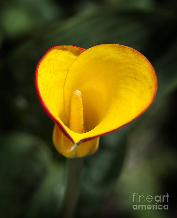 Yellow Calla Lily Poster featuring the photograph Calla Lily #3 by Fitzroy Barrett