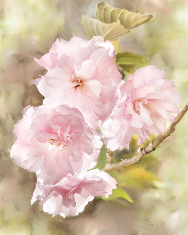 Cherry Poster featuring the digital art Cherry Blossoms by Frances Miller