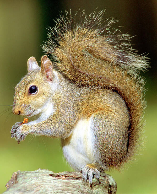 Eastern Gray Squirrel Poster featuring the photograph Eastern Gray Squirrel #1 by Millard H. Sharp