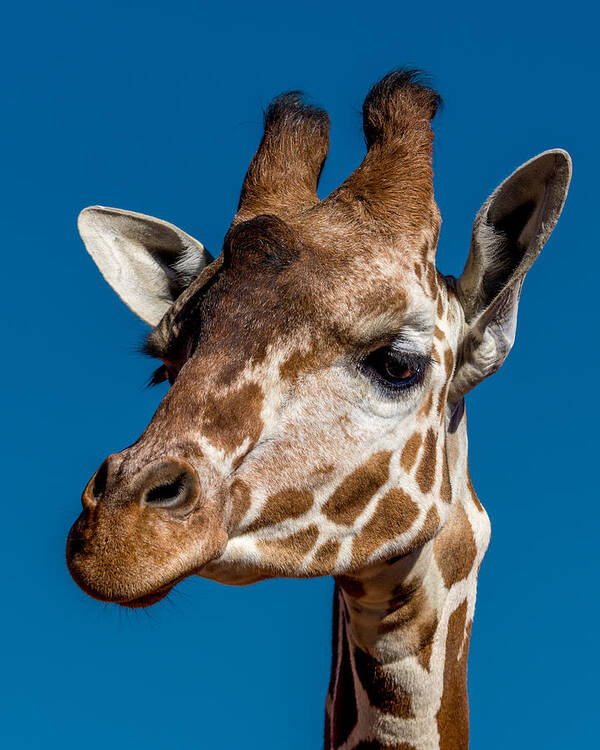 Giraffe Poster featuring the photograph Giraffe #1 by Ernest Echols