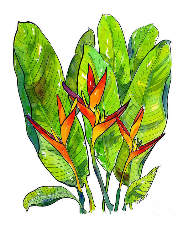 Heliconia Poster featuring the painting Heliconia by Diane Thornton