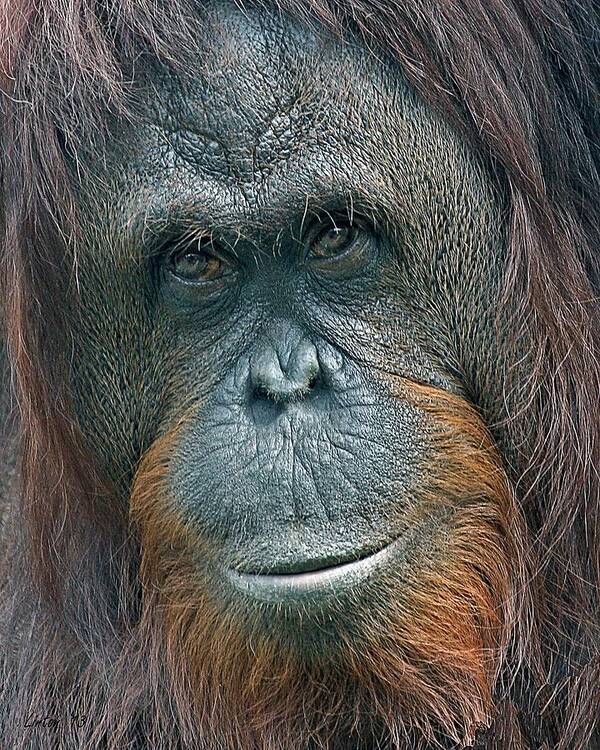Orangutan Poster featuring the photograph Lady Of The Forest 2 #1 by Larry Linton
