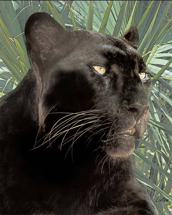Black Leopard Poster featuring the digital art Panther #1 by Larry Linton