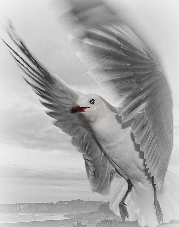 Amanda Stadther Poster featuring the photograph Red Billed Seagull #1 by Amanda Stadther