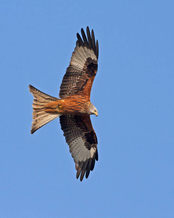 Milvusmilvus Poster featuring the photograph Red Kite #1 by Paul Scoullar