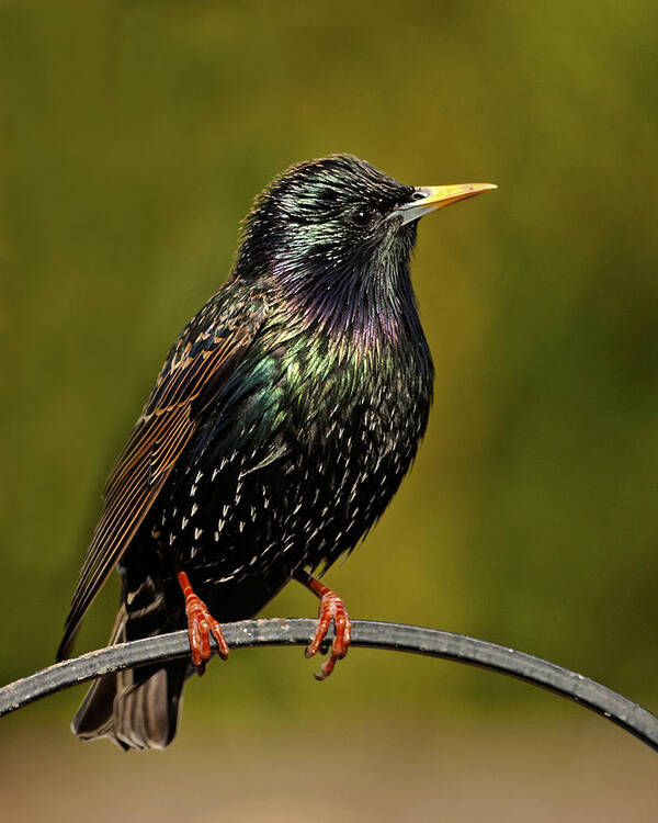 Starling Poster featuring the photograph Starling #1 by Paul Scoullar