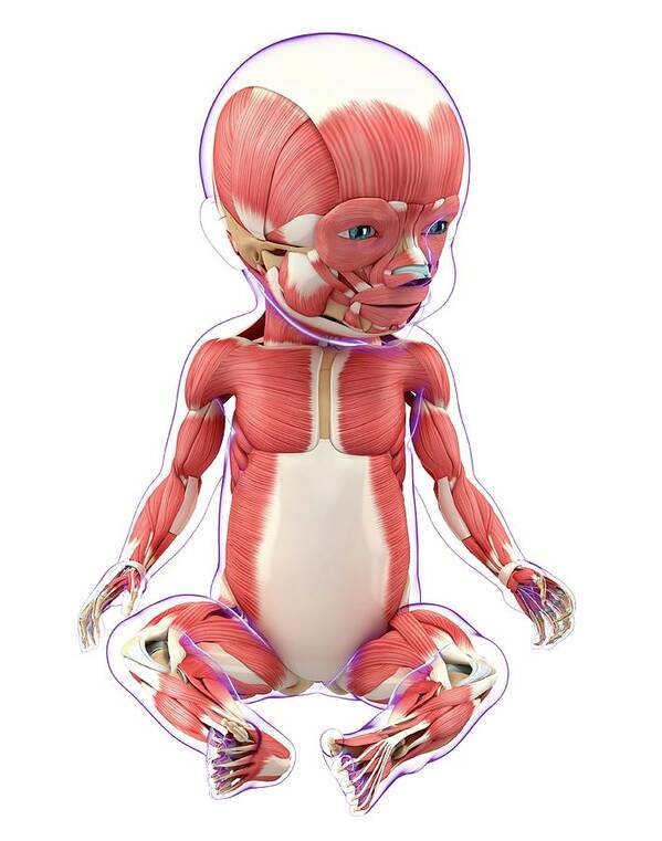 Artwork Poster featuring the photograph Baby's Muscular System #11 by Pixologicstudio