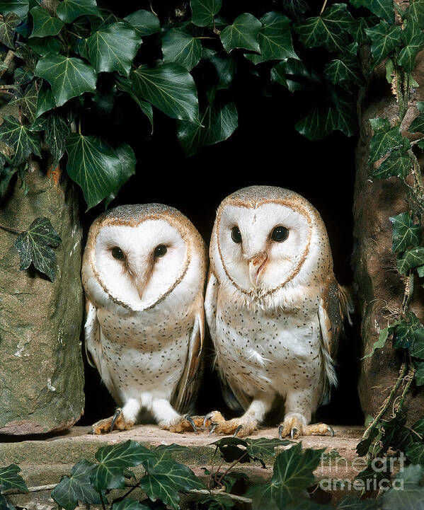 Barn Owl Poster featuring the photograph Barn Owl #13 by Hans Reinhard