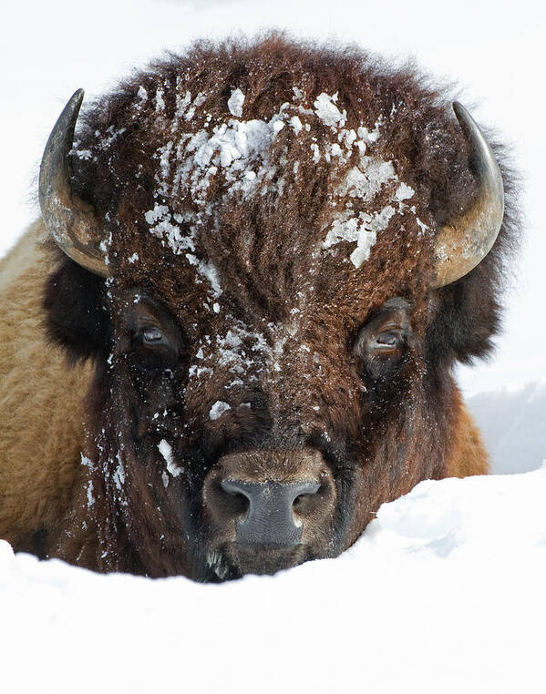 American Bison Poster featuring the photograph Bison in Snow #2 by Max Waugh