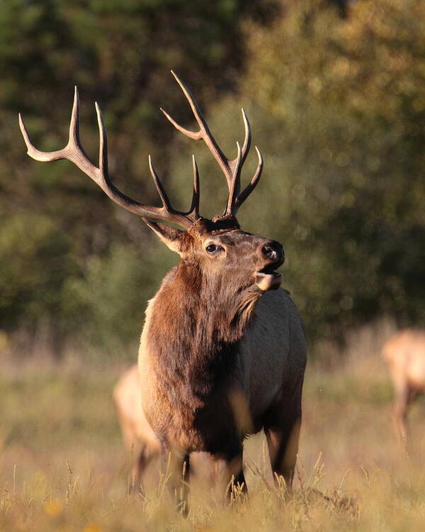Elk Poster featuring the photograph Bugling Bull Elk #2 by Bruce J Robinson