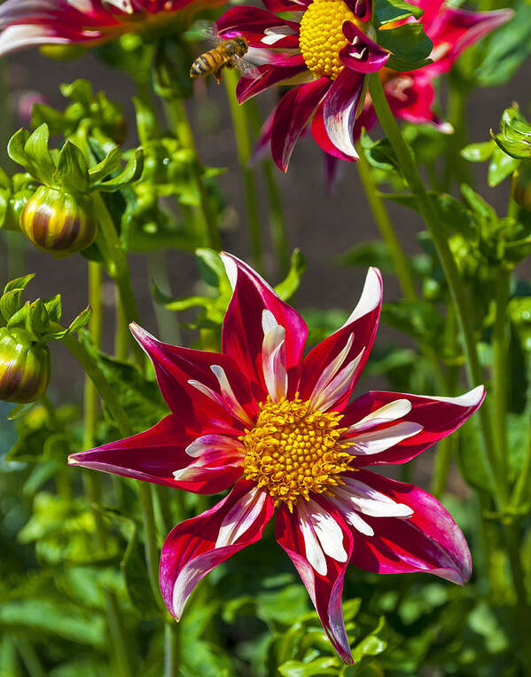 Christmas Star Dahlia Poster featuring the photograph Christmas Star Dahlia and Bee #2 by Thomas J Rhodes