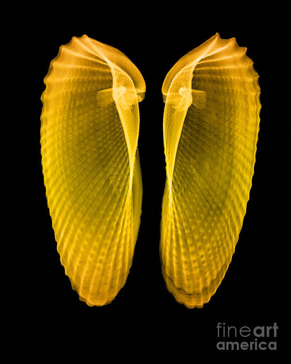 Angelwing Clam Poster featuring the photograph Clam Shells X-ray #2 by Bert Myers