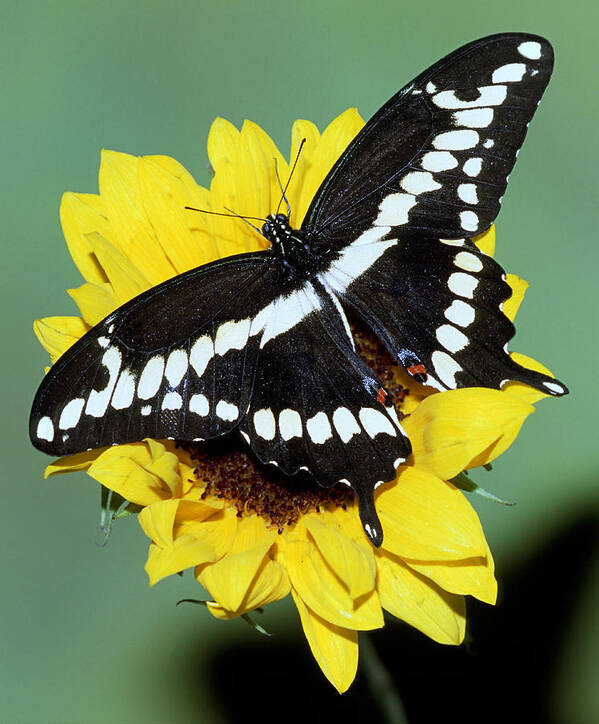 Giant Swallowtail Poster featuring the photograph Giant Swallowtail Butterfly #2 by Millard Sharp