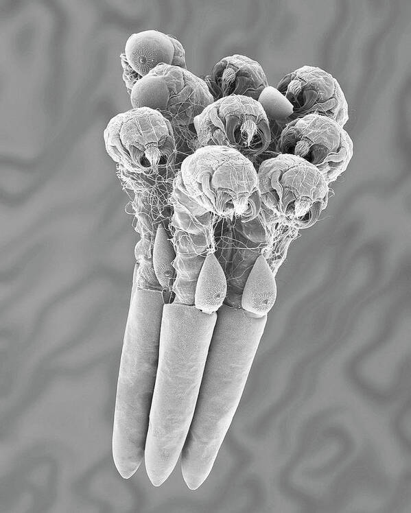 23042g Poster featuring the photograph Mosquito Egg Raft With Hatching Larvae #2 by Dennis Kunkel Microscopy/science Photo Library