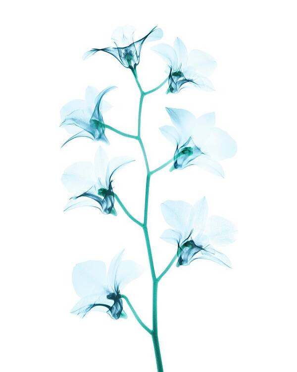 Flower Poster featuring the photograph Orchid Flowers by Brendan Fitzpatrick