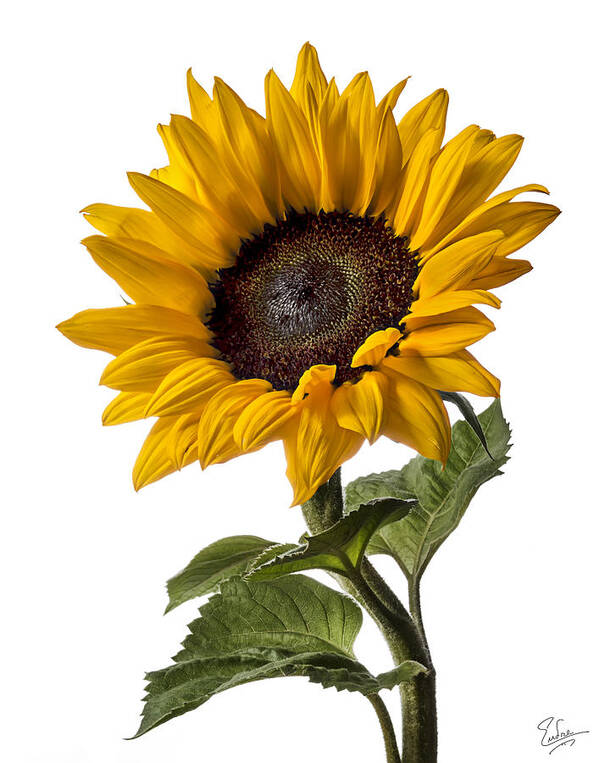 Flower Poster featuring the photograph Sunflower #2 by Endre Balogh