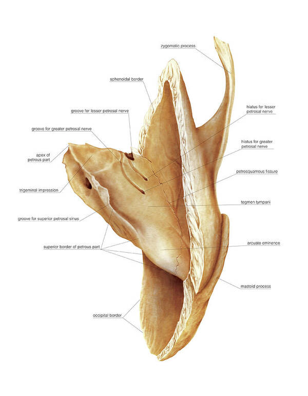Anatomy Poster featuring the photograph Temporal Bone #2 by Asklepios Medical Atlas