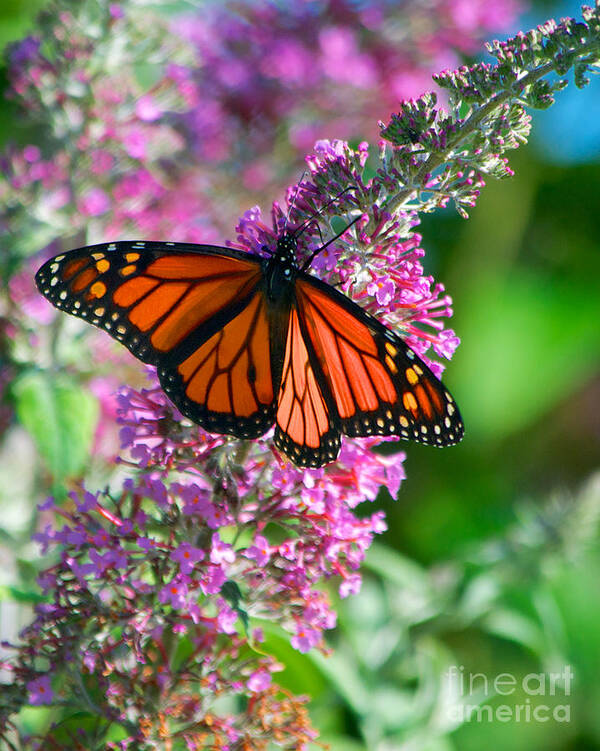 Butterfly Poster featuring the photograph Monarch Butterfly #3 by Mark Dodd