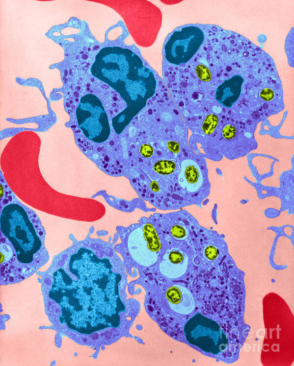 Science Poster featuring the photograph Neutrophil Ingesting Bacteria Tem #3 by David M. Phillips