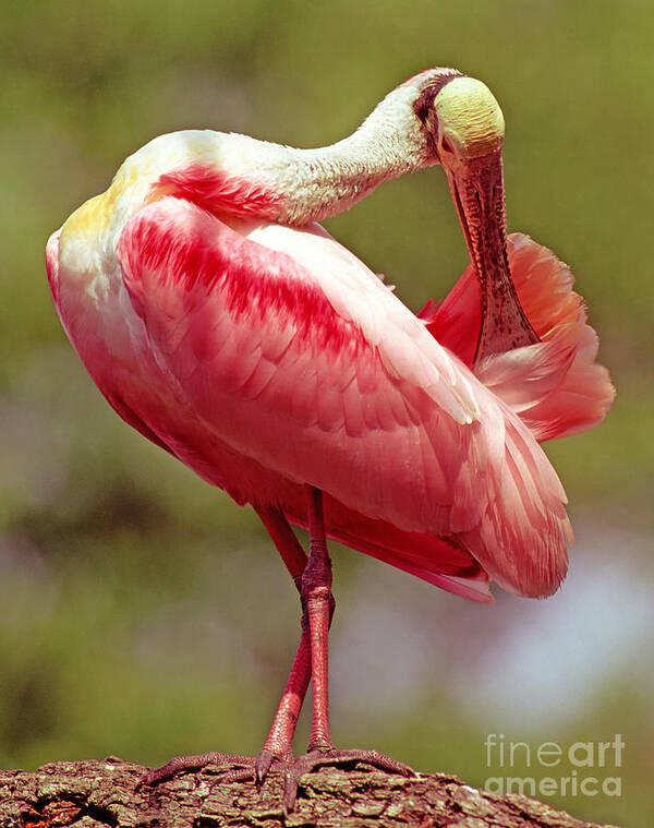 Nature Poster featuring the photograph Roseate Spoonbill #3 by Millard H. Sharp